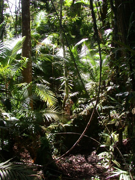 Rainforest
